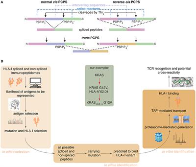 An in silico—in vitro Pipeline Identifying an HLA-A*02:01+ KRAS G12V+ Spliced Epitope Candidate for a Broad Tumor-Immune Response in Cancer Patients